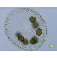 Volvox aureus