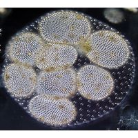 Volvox aureus