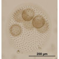 Volvox aureus
