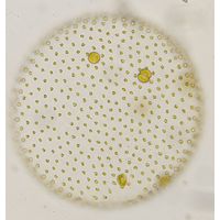 Volvox aureus