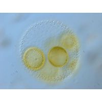 Volvox aureus