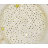 Volvox aureus