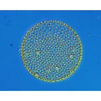 Volvox aureus