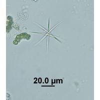 Ankistrodesmus fusiformis