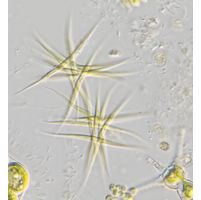 Ankistrodesmus fusiformis