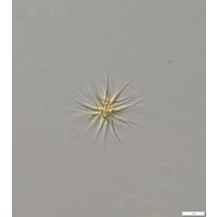 Ankistrodesmus fusiformis