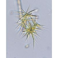 Ankistrodesmus fusiformis
