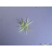 Ankistrodesmus