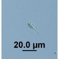 Ankyra lanceolata