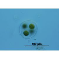 Asterococcus superbus