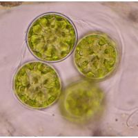 Asterococcus superbus