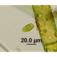 Characium