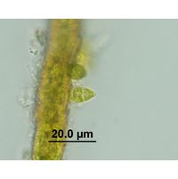 Characium