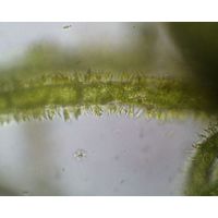 Characium