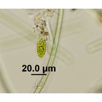 Characium conicum 