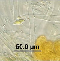 Characium ornithocephalum