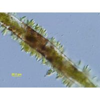 Characium