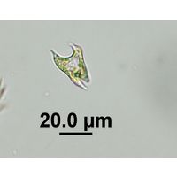 Chlorotetraedron incus