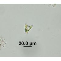 Chlorotetraedron incus
