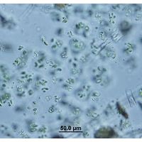 Coccomyxa confluens