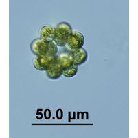 Coelastrum astroideum 