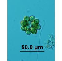 Coelastrum astroideum 