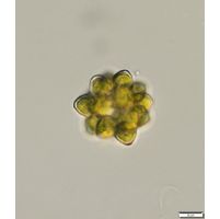 Coelastrum astroideum