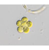 Coelastrum microporum