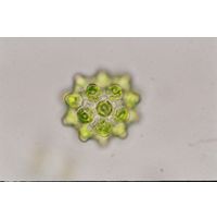Coelastrum pseudomicroporum