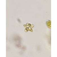 Coleastrum pseudomicroporum