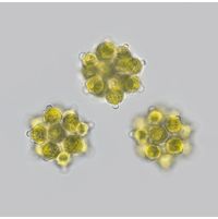 Coelastrum pulchrum
