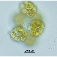 Hariotina reticulata 