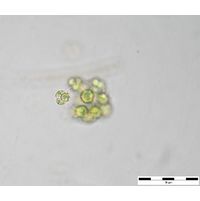 Hariotina reticulata 