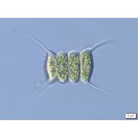 Desmodesmus communis