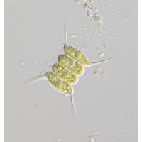 Desmodesmus communis