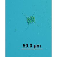 Desmodesmus opoliensis