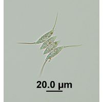 Desmodesmus opoliensis var. mononensis
