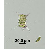 Desmodesmus communis