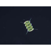 Desmodesmus communis