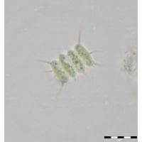 Desmodesmus sempervirens