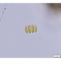 Desmodesmus serratus