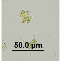 Desmodesmus smithii