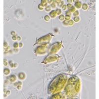 Desmodesmus smithii
