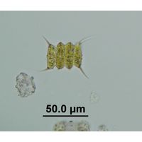 Desmodesmus velitaris