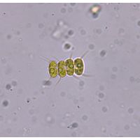 Desmodesmus pannonicus