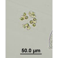 Dimorphococcus cordatus