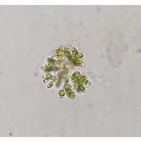 Dimorphococcus lunatus