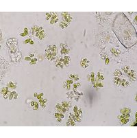 Dimorphococcus lunatus