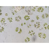Dimorphococcus lunatus