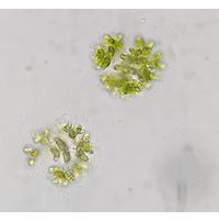 Dimorphococcus lunatus